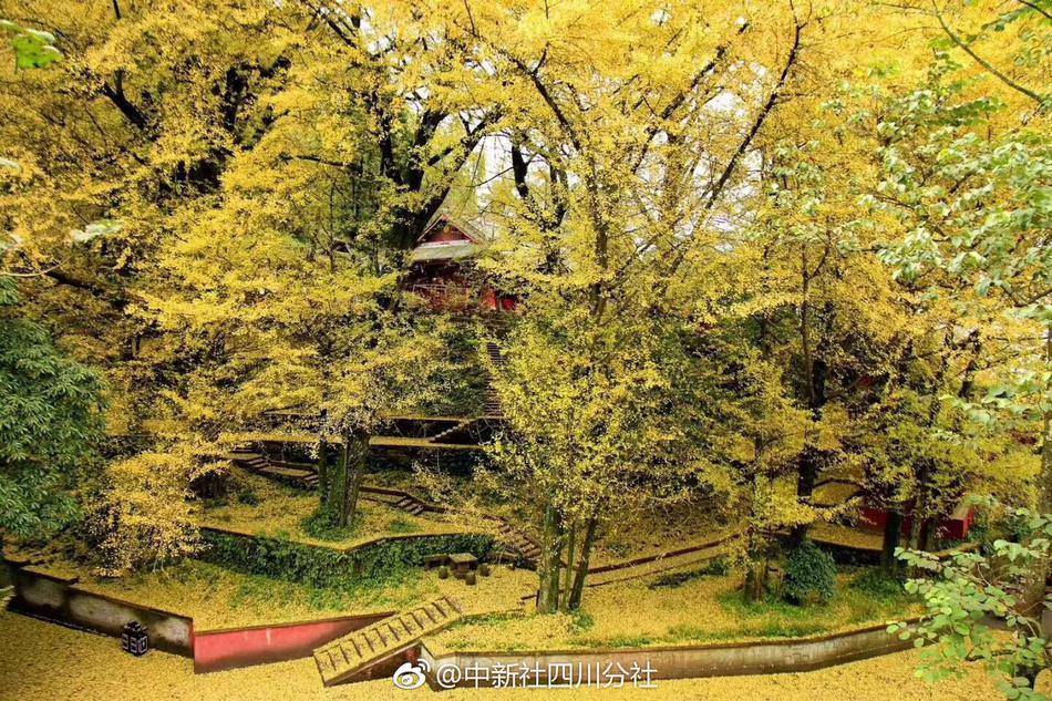 残王霸宠:重生逆天小毒妃