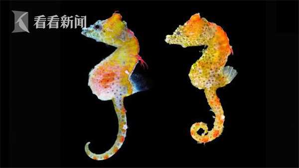 国漫里最美的50个女神名字