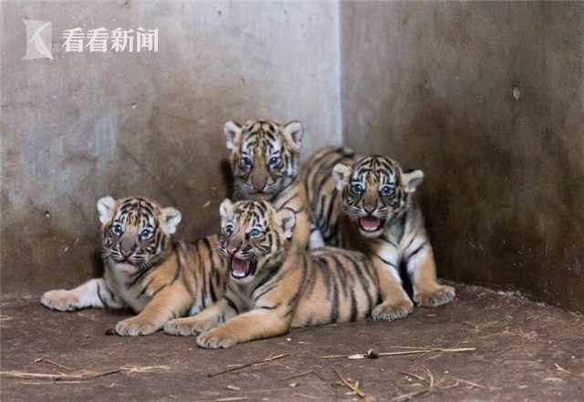 网络文学爱好者必读！新笔趣阁现状及使用建议大揭秘？