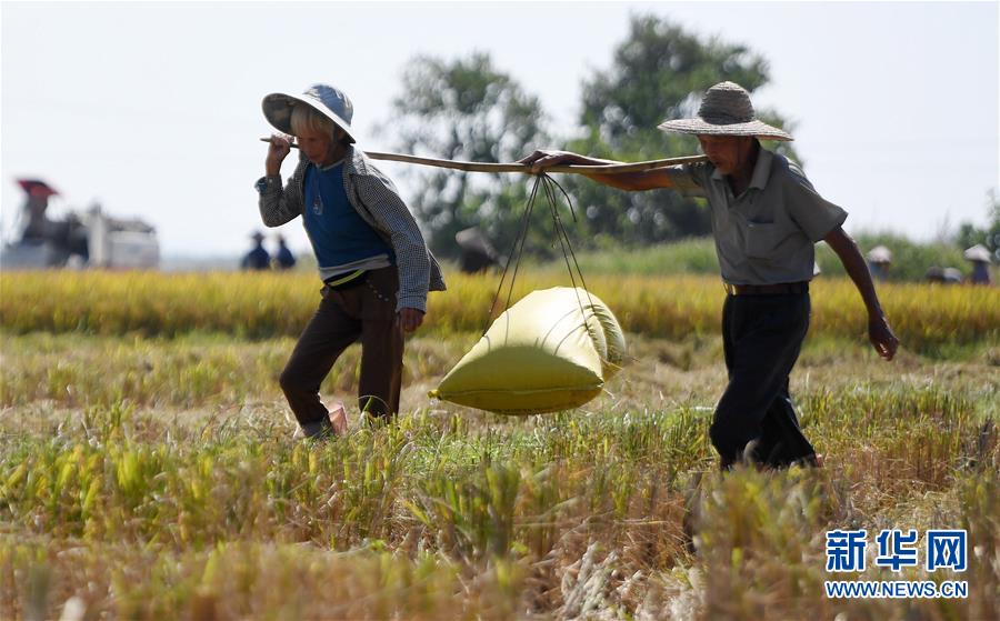 免费在线可阅读漫画成首选，却面临凯发k8国际首页登录的版权等难题待剖析？