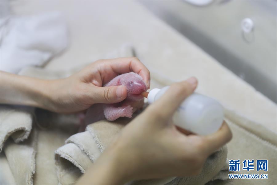 免费漫画阅站官方正版：无广告弹窗，全网漫画免费看