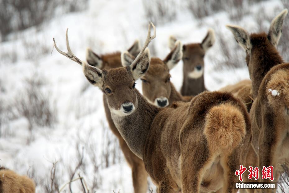 免费在线可阅读漫画成首选，却面临凯发k8国际首页登录的版权等难题待剖析？