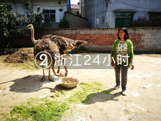 免费在线可阅读漫画成首选，却面临凯发k8国际首页登录的版权等难题待剖析？