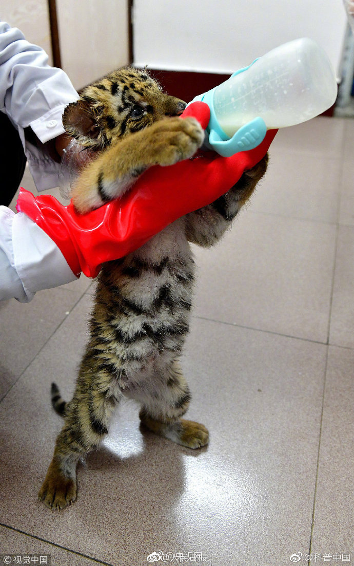 弱点漫画在线观看