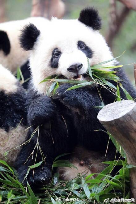 数字阅读普及下，韩漫免费观看的凯发k8国际首页登录的版权风险与安全提示