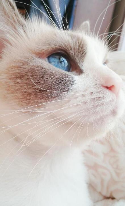 鬼医凤九123漫画台