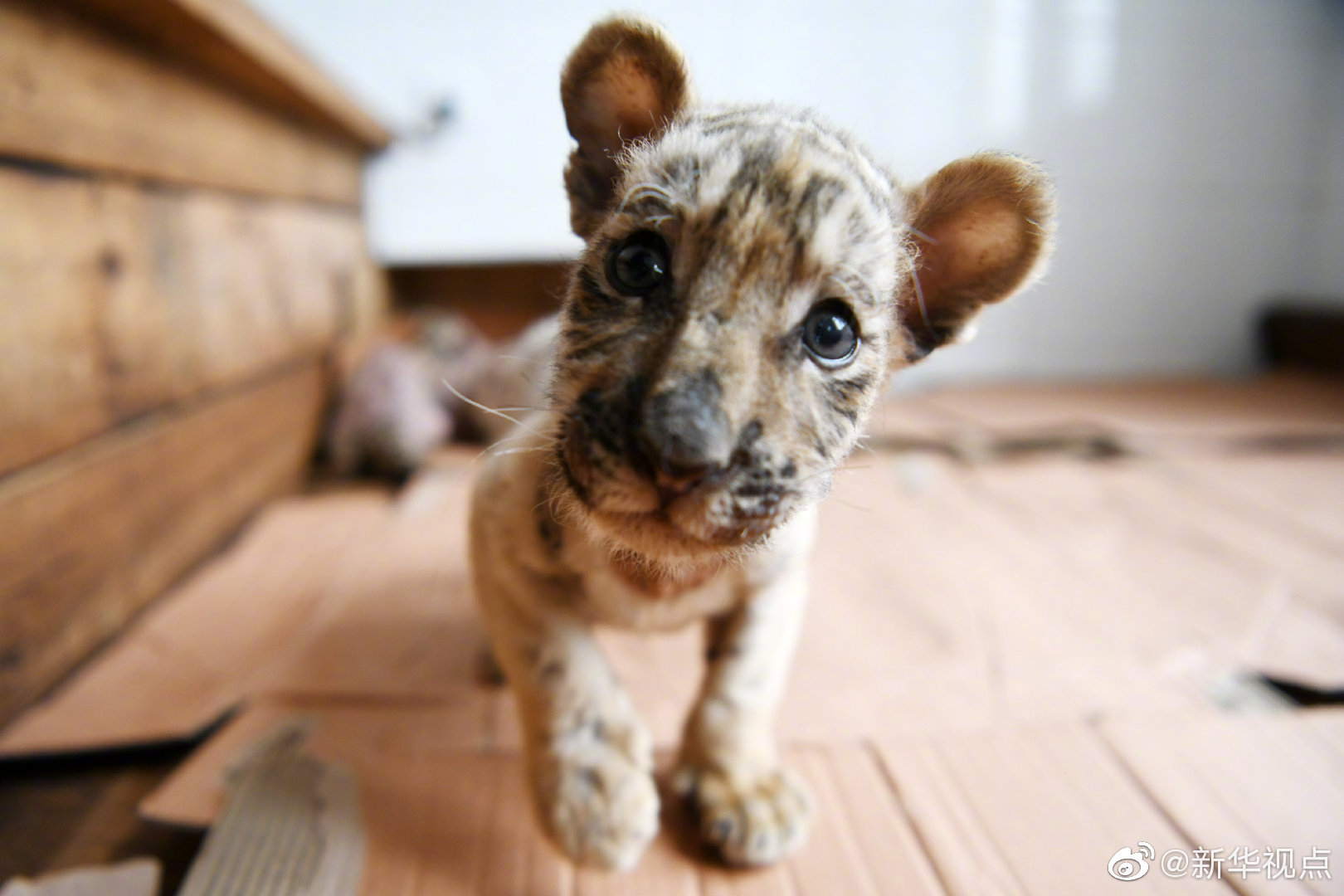 同人：约会大作战datealive ex章节（3） ast存亡战 第一节