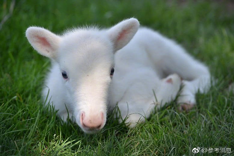 异世界搞笑冒险番为何吸引人？独特设定与反差角色是关键