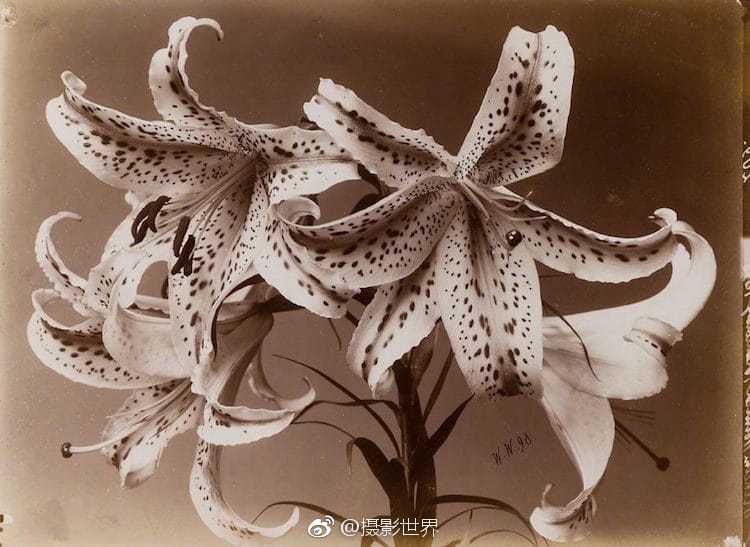 《海贼王第890集》在线观看