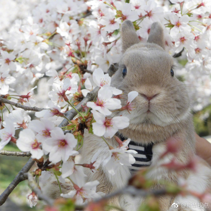 完美世界等级境界划分