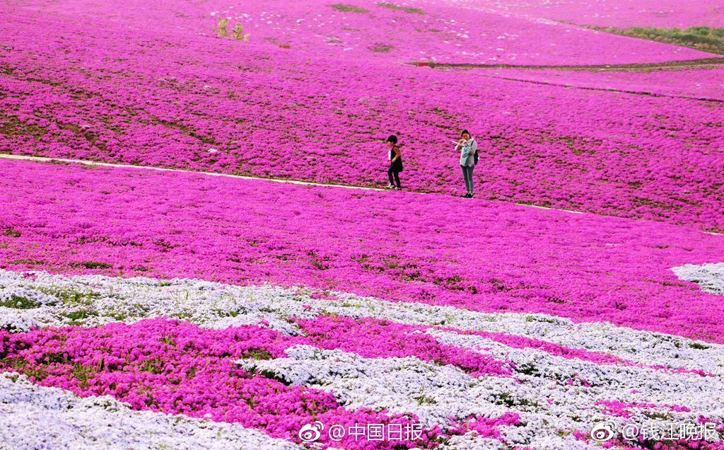哔哩哔哩隐藏内容怎么找？特殊标签与搜索技巧是关键