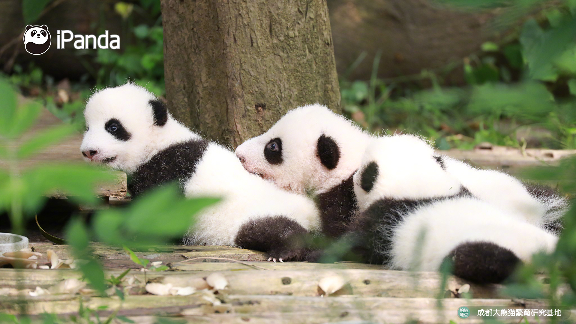 阅站漫画app最新版：免费搜索全网漫画，畅享多种便捷阅读体验