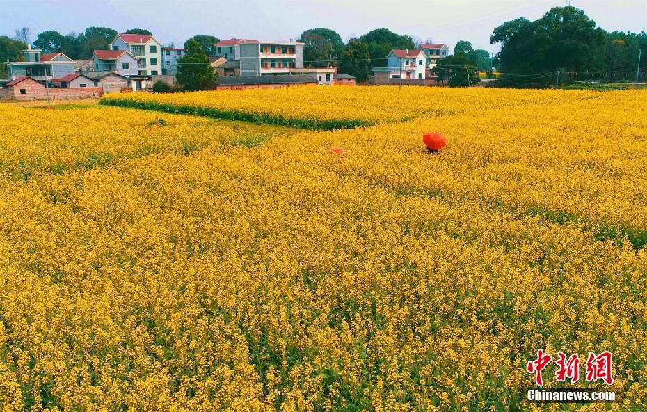 弱点漫画在线观看