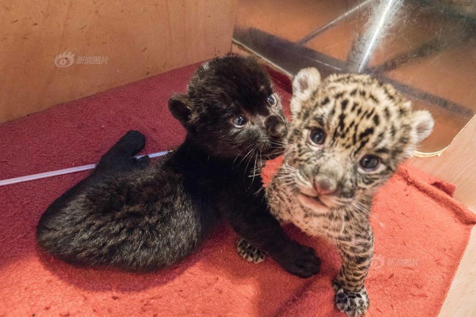 影视作品中万人迷反派为何更吸睛？如何塑造有魅力反派？