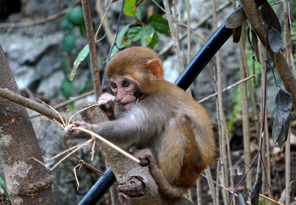斗破苍穹老粉必看！正版免费观看渠道及支持正版的意义