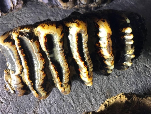 免费漫画阅站官方正版：无广告弹窗，全网漫画免费看