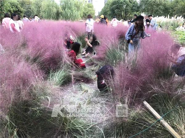 《海贼王第890集》在线观看