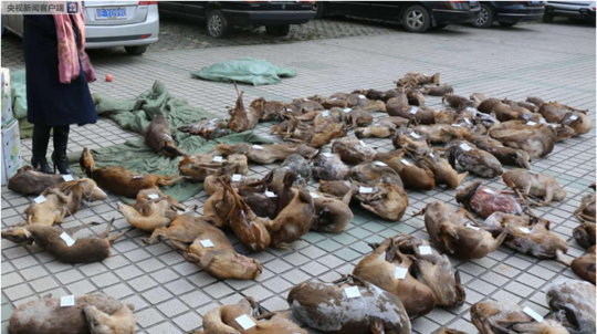 免费在线可阅读漫画成首选，却面临凯发k8国际首页登录的版权等难题待剖析？