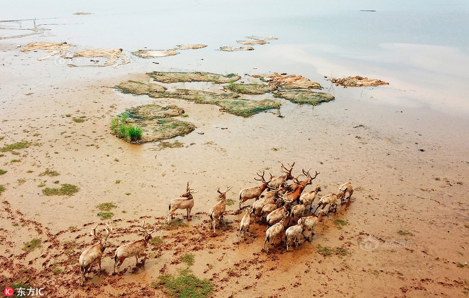 六宫凤华谢明曦