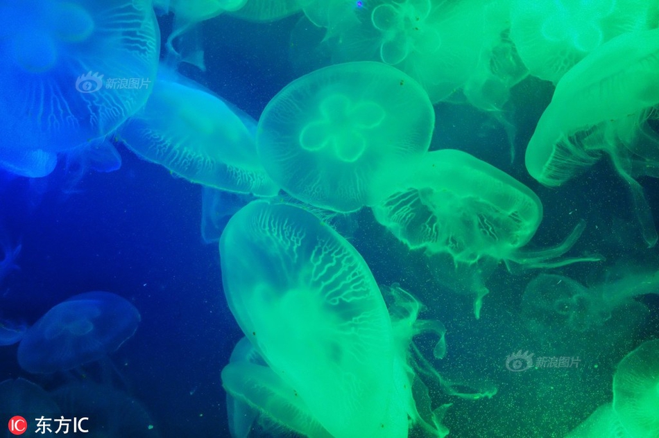 免费漫画阅站官方正版：无广告弹窗，全网漫画免费看