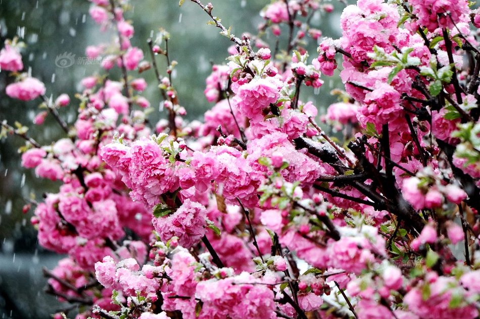 《海贼王第890集》在线观看