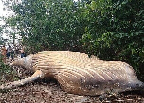 弱点漫画在线观看