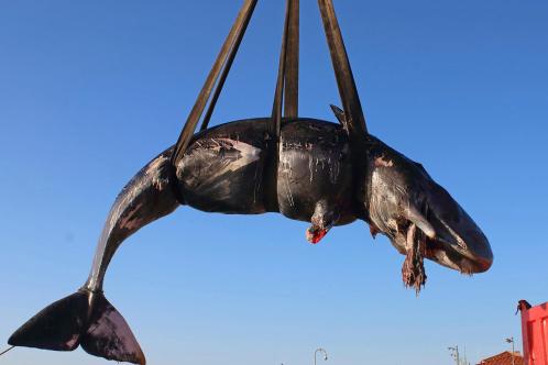 网络文学爱好者必读!新笔趣阁现状及使用建议大揭秘?