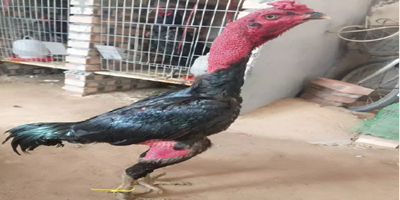 缘之空借兄妹情纠葛引发思索，为何对兄妹恋情描绘引争议？