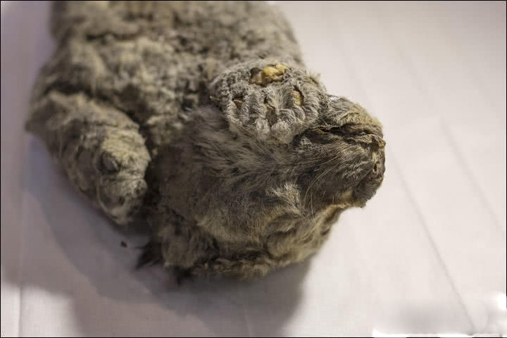 阅站漫画：资源丰富更新快，免费福利多，阅读体验超棒