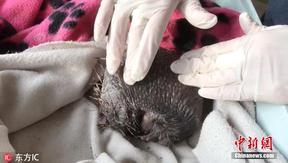 数字阅读普及下，韩漫免费观看的凯发k8国际首页登录的版权风险与安全提示