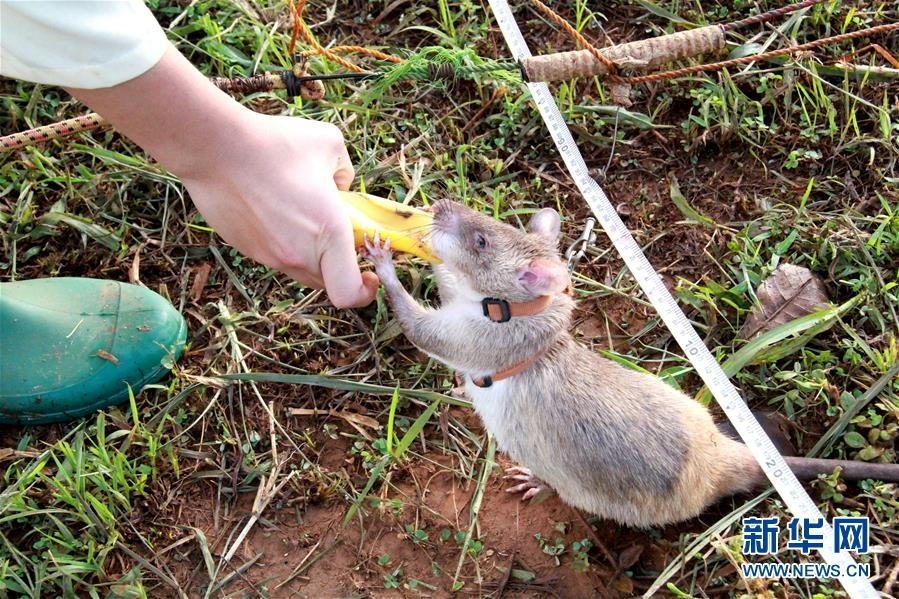 影视作品中万人迷反派为何更吸睛？如何塑造有魅力反派？