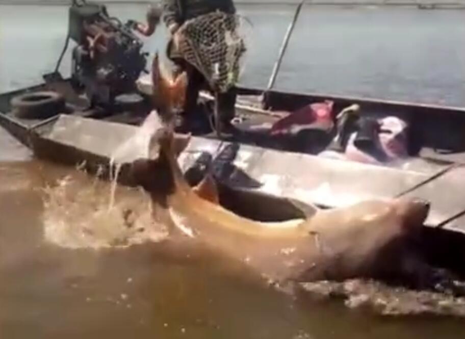 《海贼王第890集》在线观看