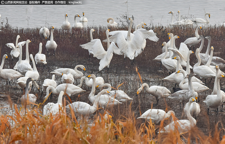 阅站漫画：资源丰富更新快，免费福利多，阅读体验超棒