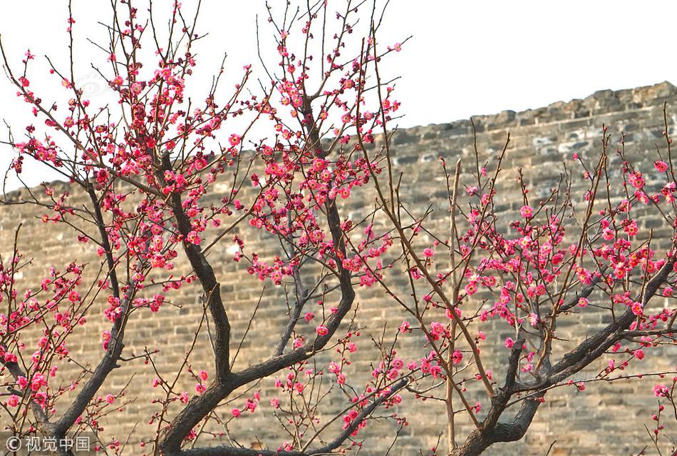 《海贼王第890集》在线观看