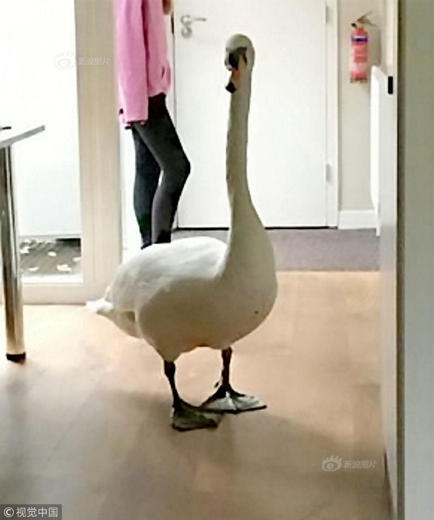 三眼哮天录在线观看