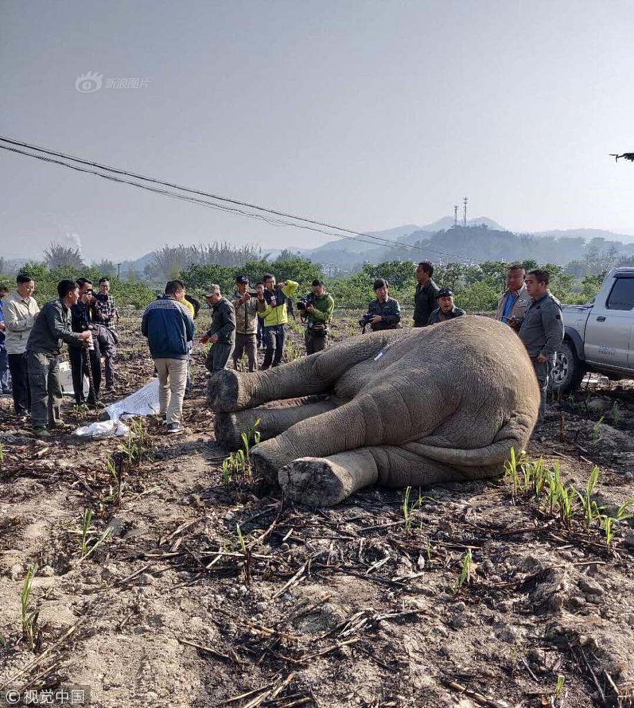 《海贼王第890集》在线观看