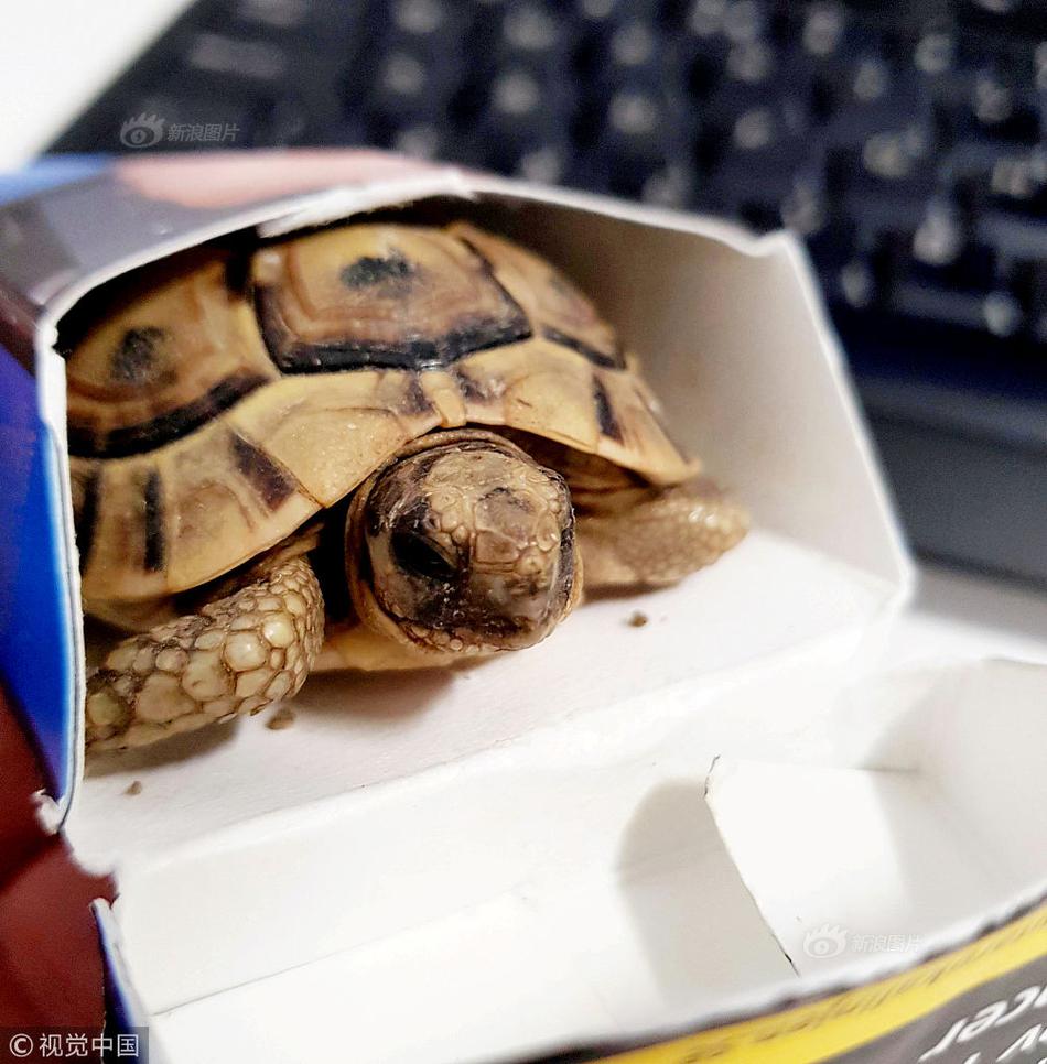 免费漫画阅站app下载安装无广告，畅享丰富漫画资源