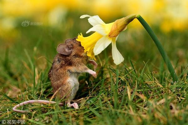 《海贼王第890集》在线观看