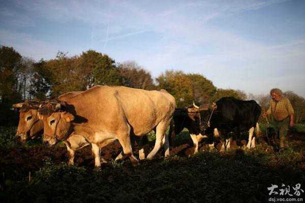 《海贼王第890集》在线观看