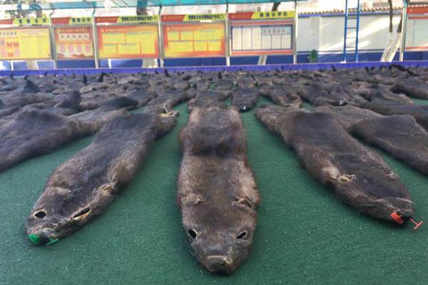 免费漫画阅站官方正版:无广告弹窗,全网漫画免费看