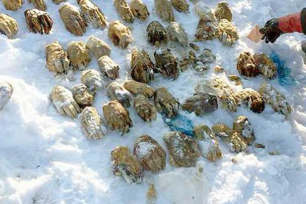 同人：约会大作战datealive ex章节（3） ast存亡战 第一节