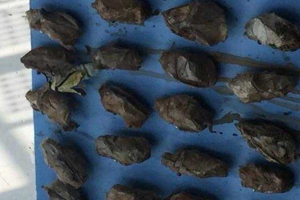 我身上有条龙漫画免费版下拉