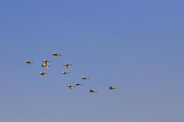 哔哩哔哩隐藏内容怎么找？特殊标签与搜索技巧是关键