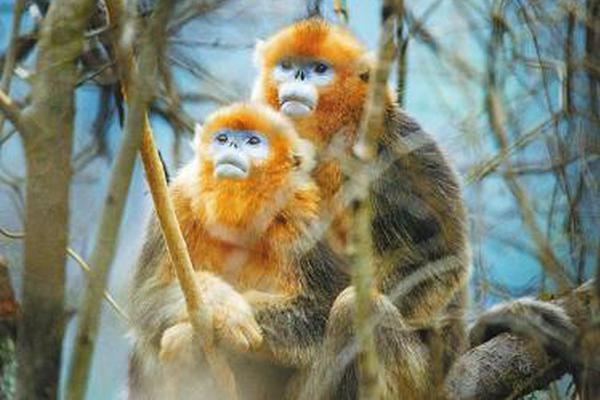 斗破苍穹老粉必看！正版免费观看渠道及支持正版的意义