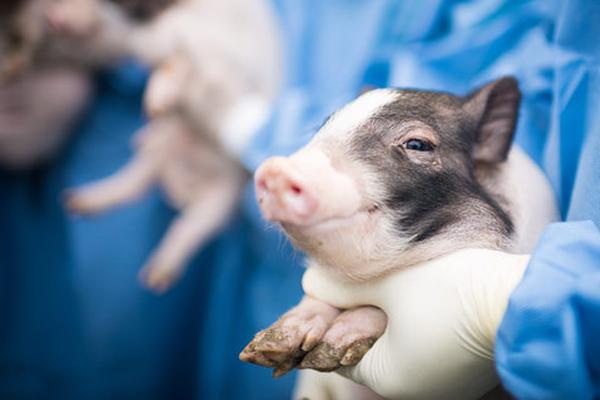 同人：约会大作战datealive ex章节（3） ast存亡战 第一节