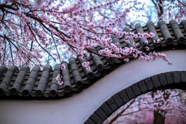 斗破苍穹老粉必看！正版免费观看渠道及支持正版的意义