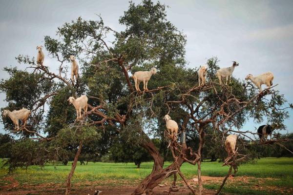 影视作品中万人迷反派为何更吸睛?如何塑造有魅力反派?