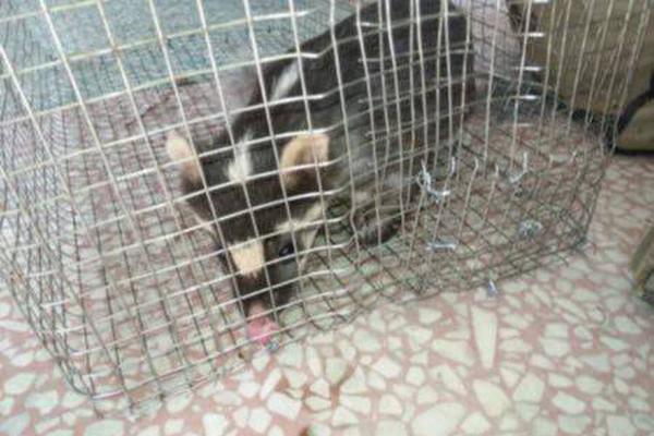 同人：约会大作战datealive ex章节（3） ast存亡战 第一节