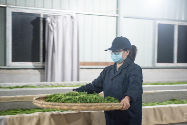 《海贼王第890集》在线观看