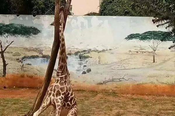 斗破苍穹老粉必看！正版免费观看渠道及支持正版的意义